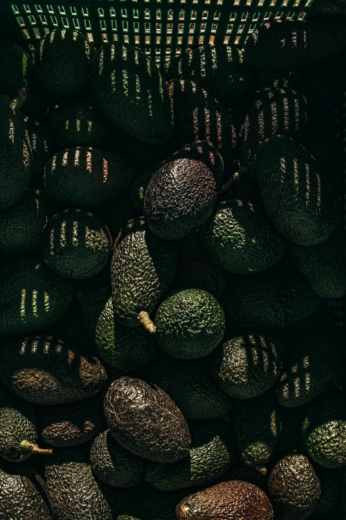 A close-up of avocados in a dark produce crate