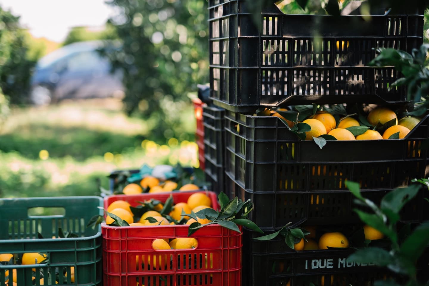 Fresh citrus packed into produce crates for delivery